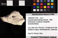 Foto (Objket + Etiketten) von Goniodromites bidentatus (Reuss, 1858) 